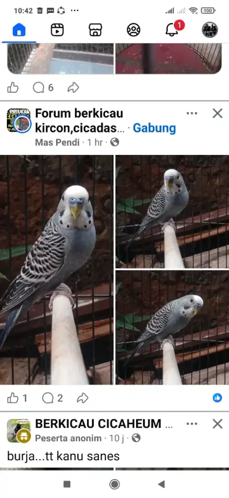 Burung parkit jantan.