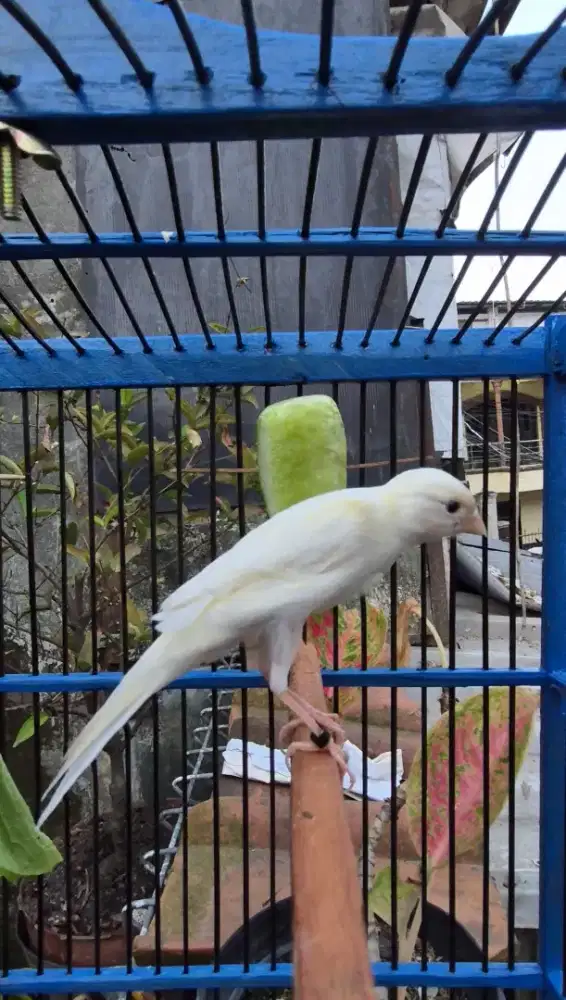 Kenari Sfbb ada Isian Blackthroat