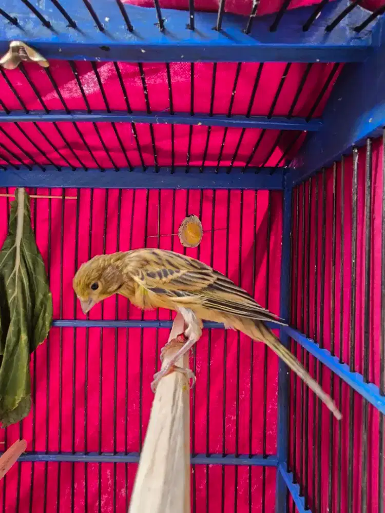 Kenari Crosbreed Paud