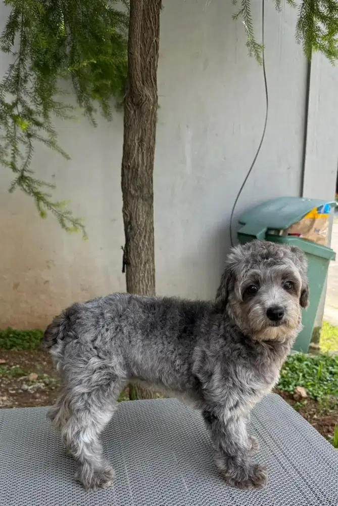 Tiny silver Poodle