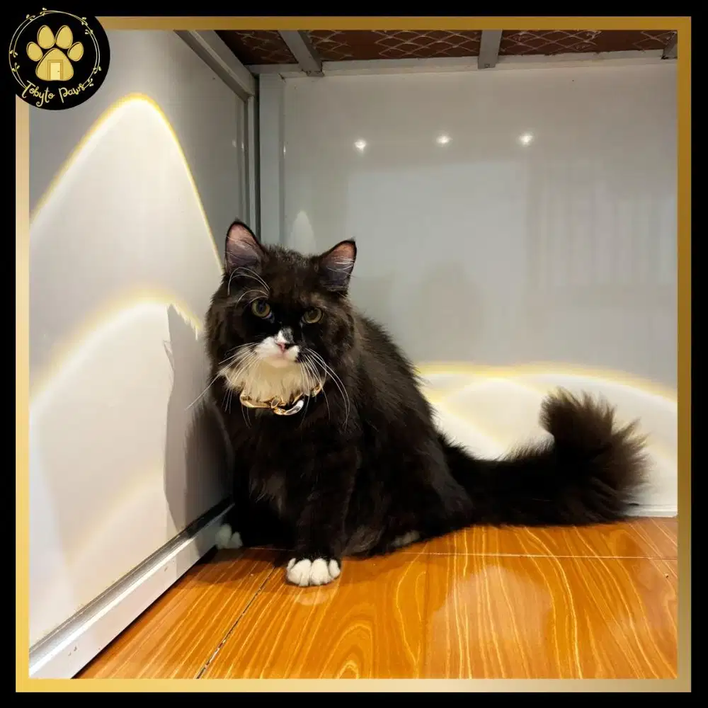 [HARGA PROMO] BRITISH LONGHAIR MUNCHKIN NON STANDAR JANTAN