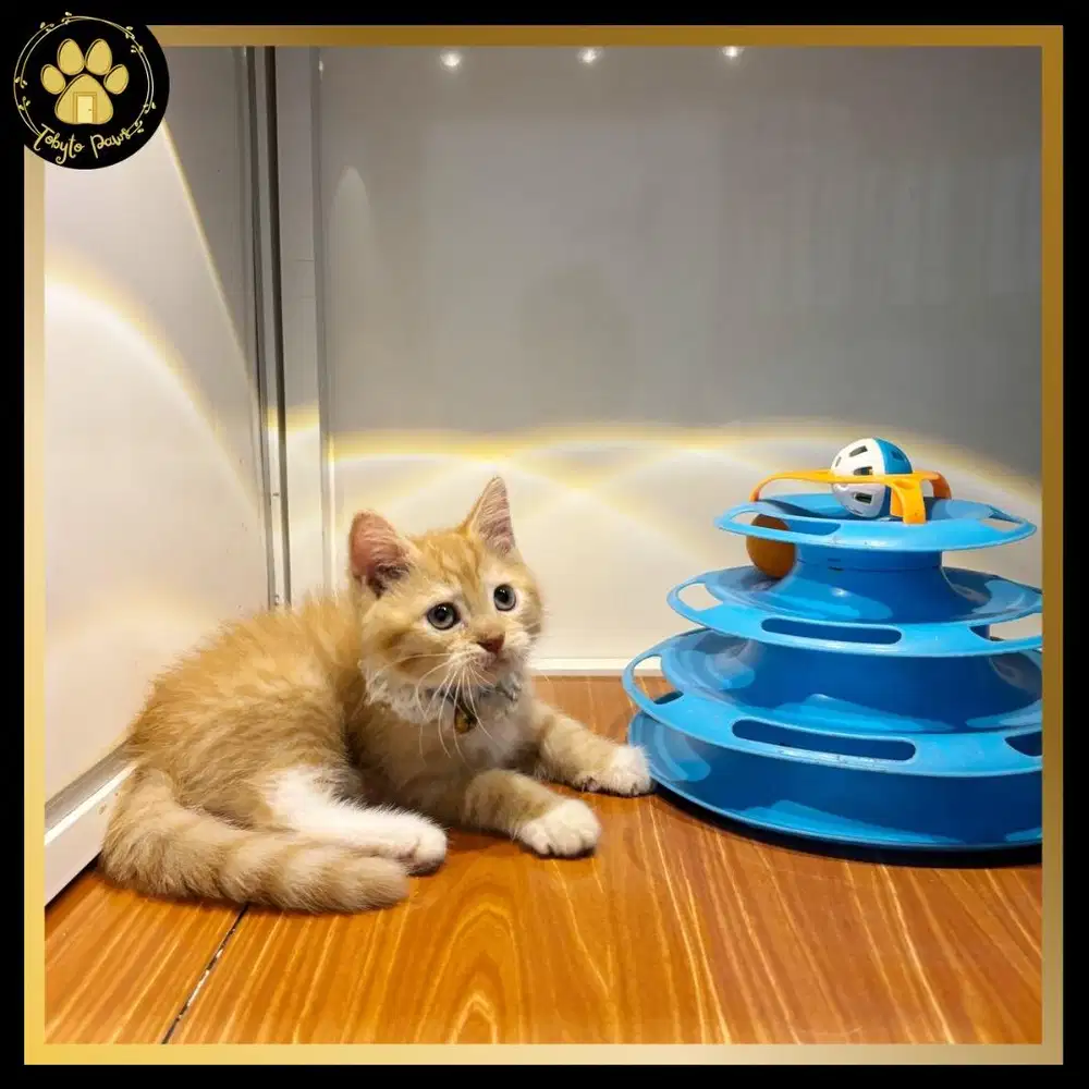 BRITISH SHORTHAIR MUNCHKIN NON STANDAR JANTAN