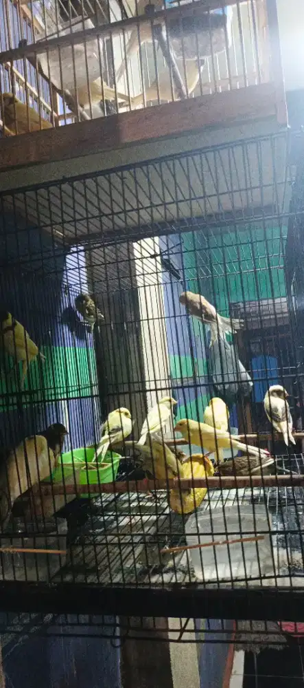 Kenari Afs dan f1ys baby an