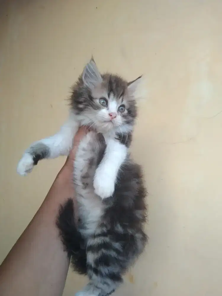 Persia medium longhair usia 2,5 bulan betina