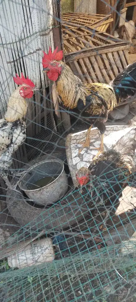 AYAM KAMPUNG LEBARAN 135 RB