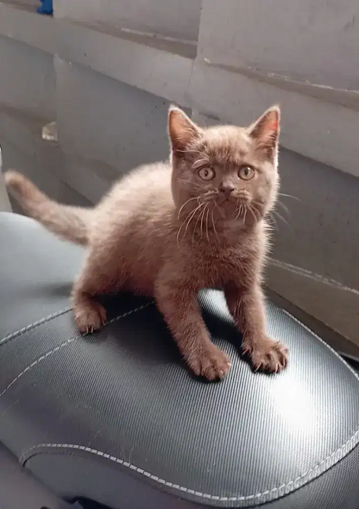 BRITISH SHORTHAIR/BSH CHOCO