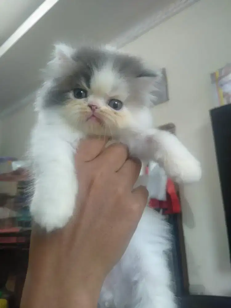 Kitten Persia jantan
