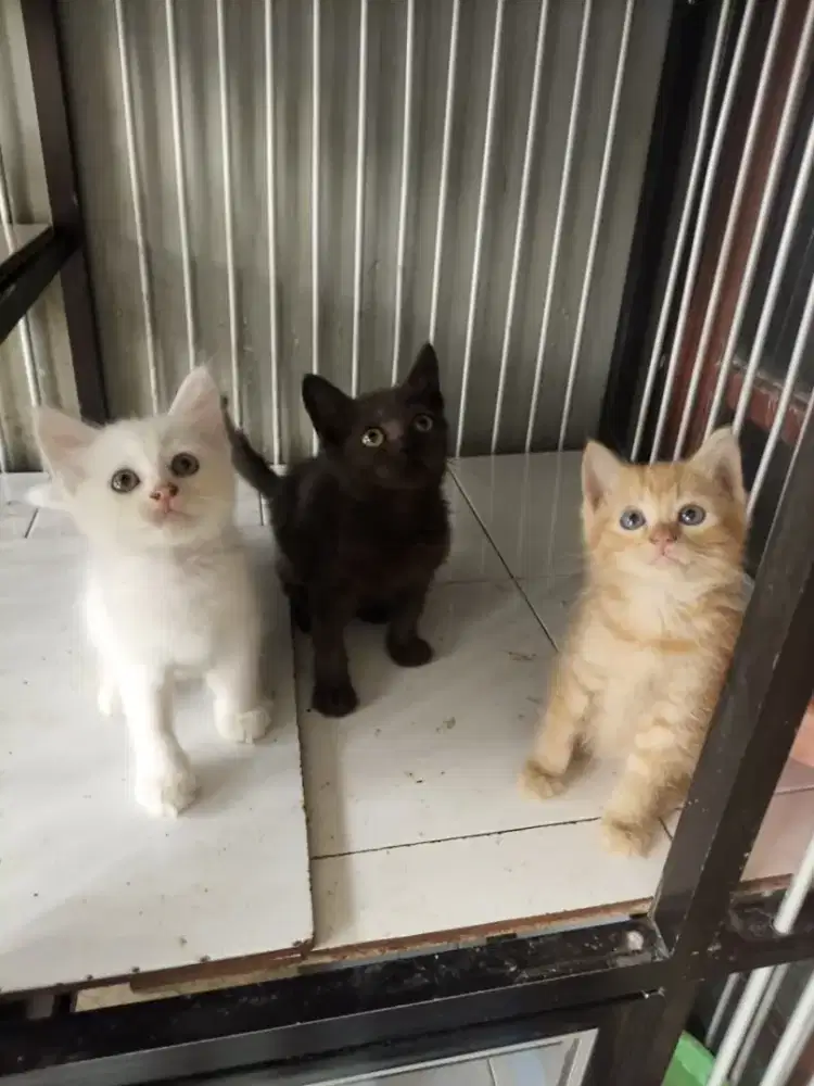 Kitten persimed 2,5 bulan