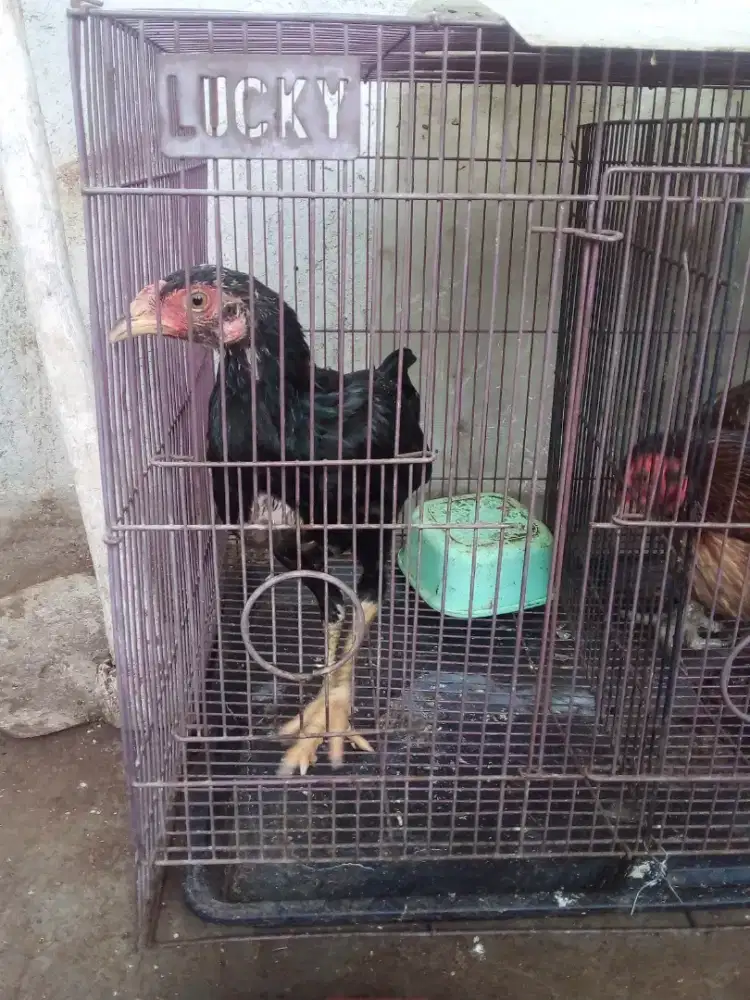 Ayam kecil sehat