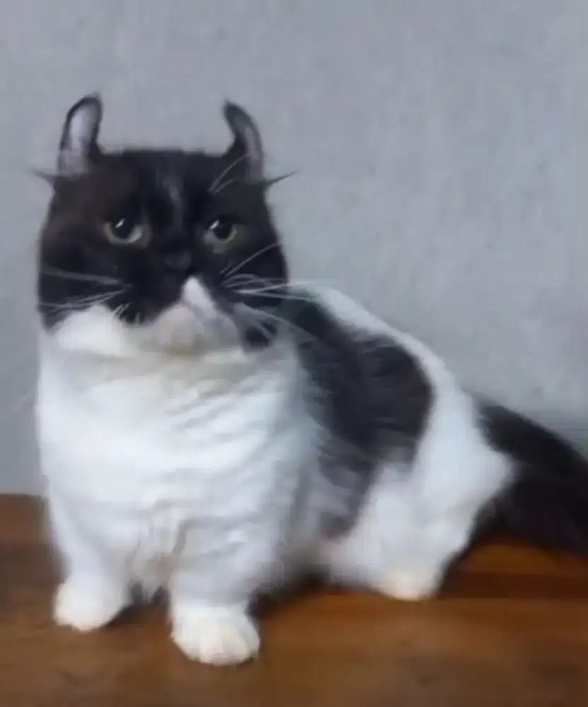 JANTAN MUNCHKIN KINKALOW