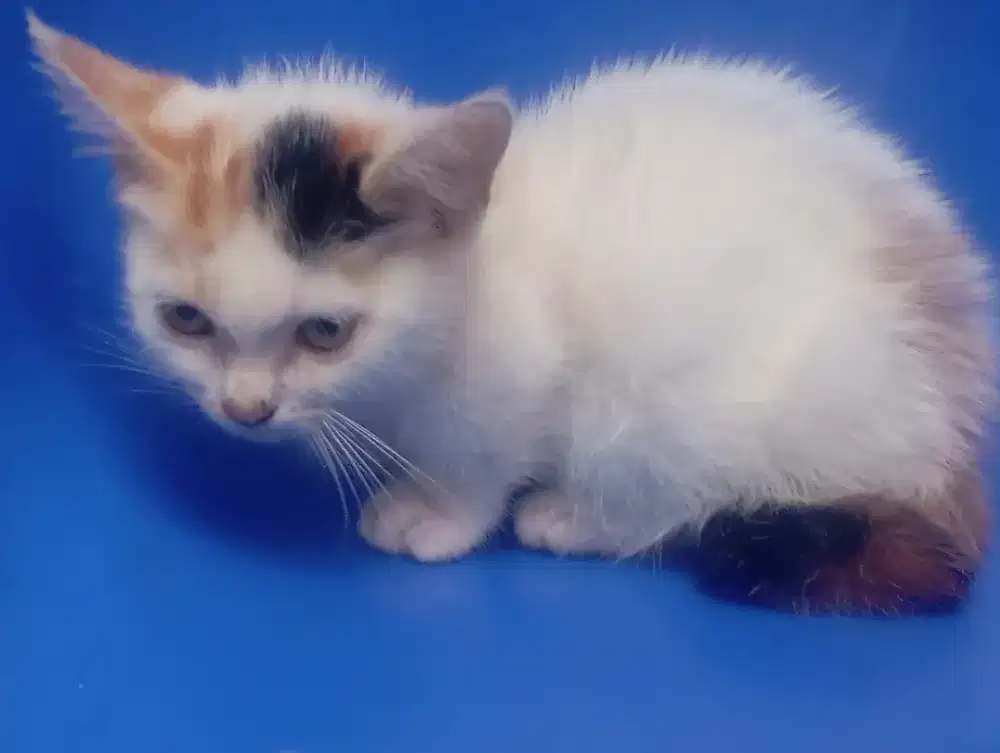 Kucing Munchkin Murmer