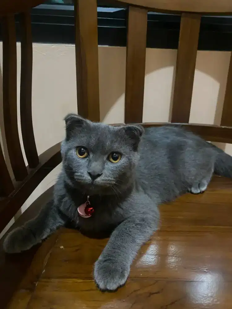 Scottish fold jantan abu²