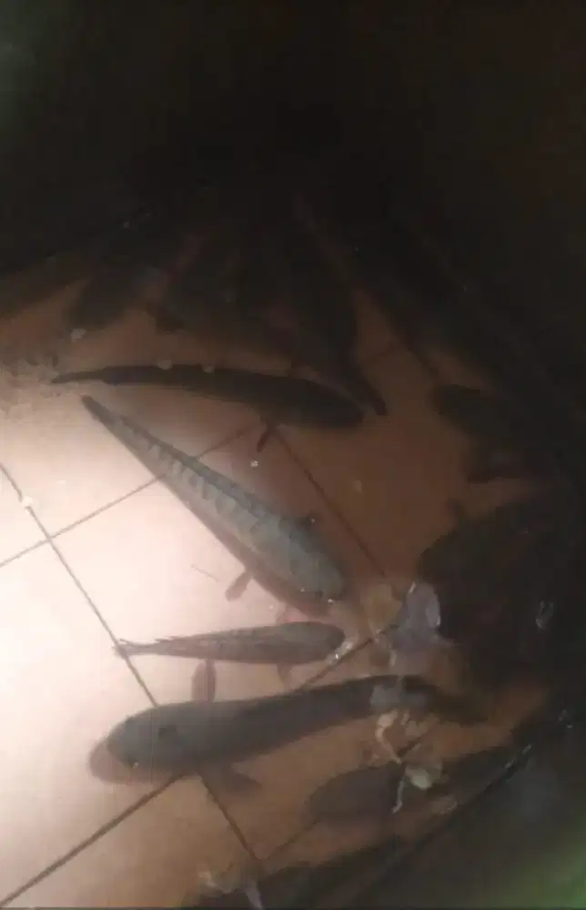 Jual ikan buat kebutuhan sesar