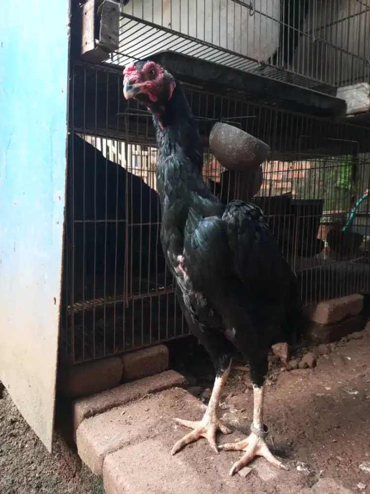 ayam shamo indukan siap pro