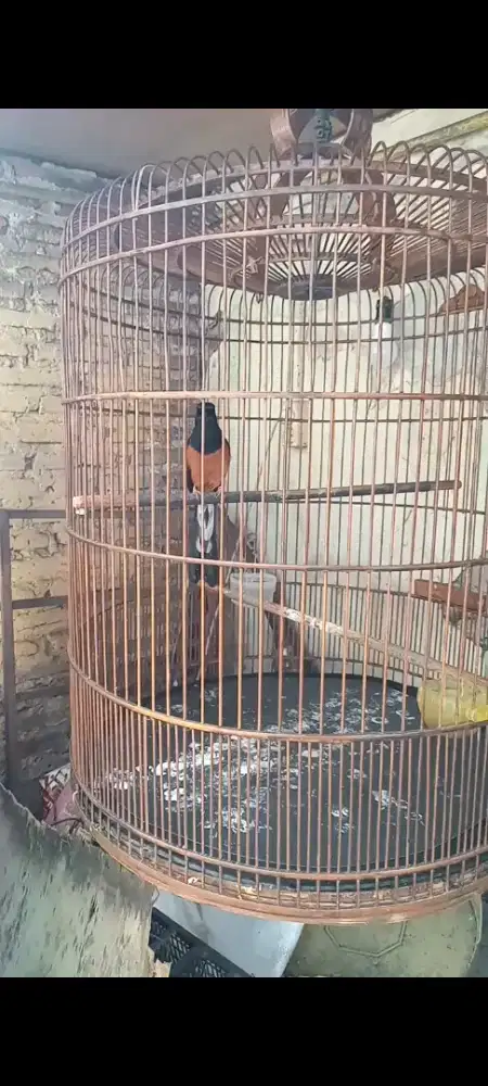 Murai Balak 8 sembur