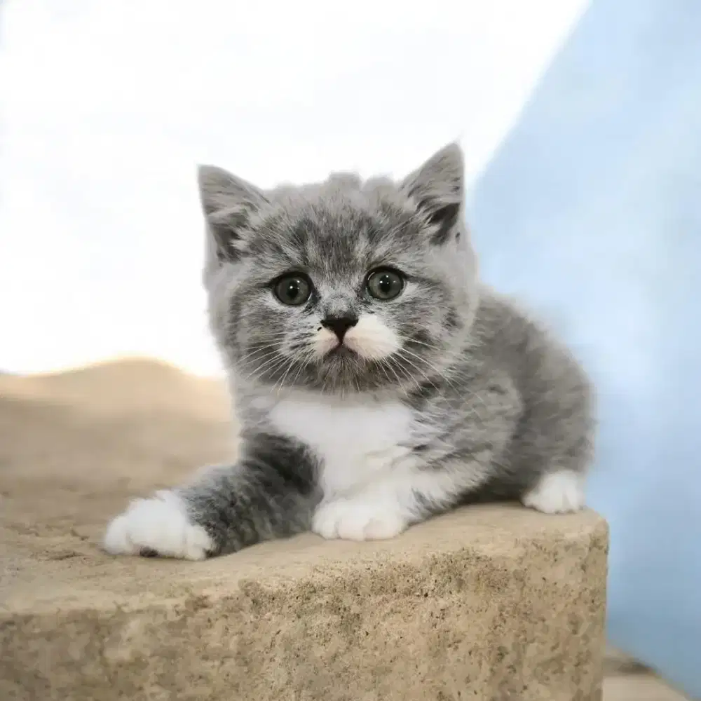 British shorthair kitten