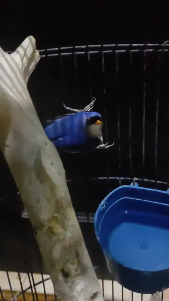 Rambatan paruh merah