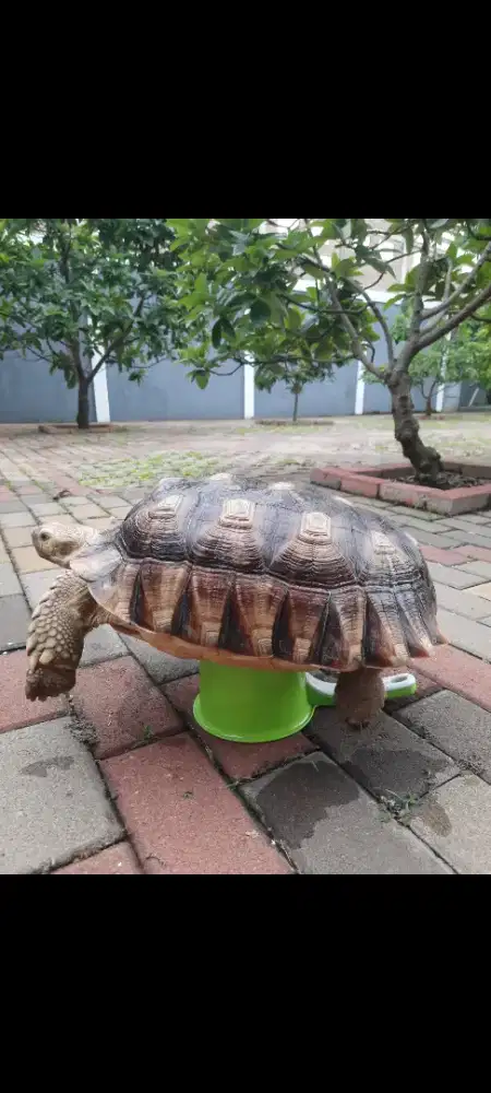 Kura sulcata 41cm, no piramiding