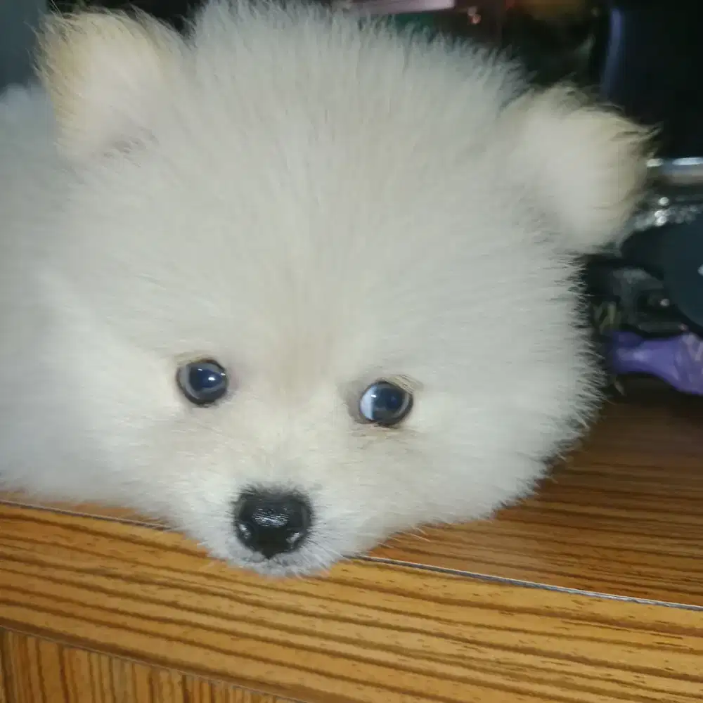 Anjing minipom betina