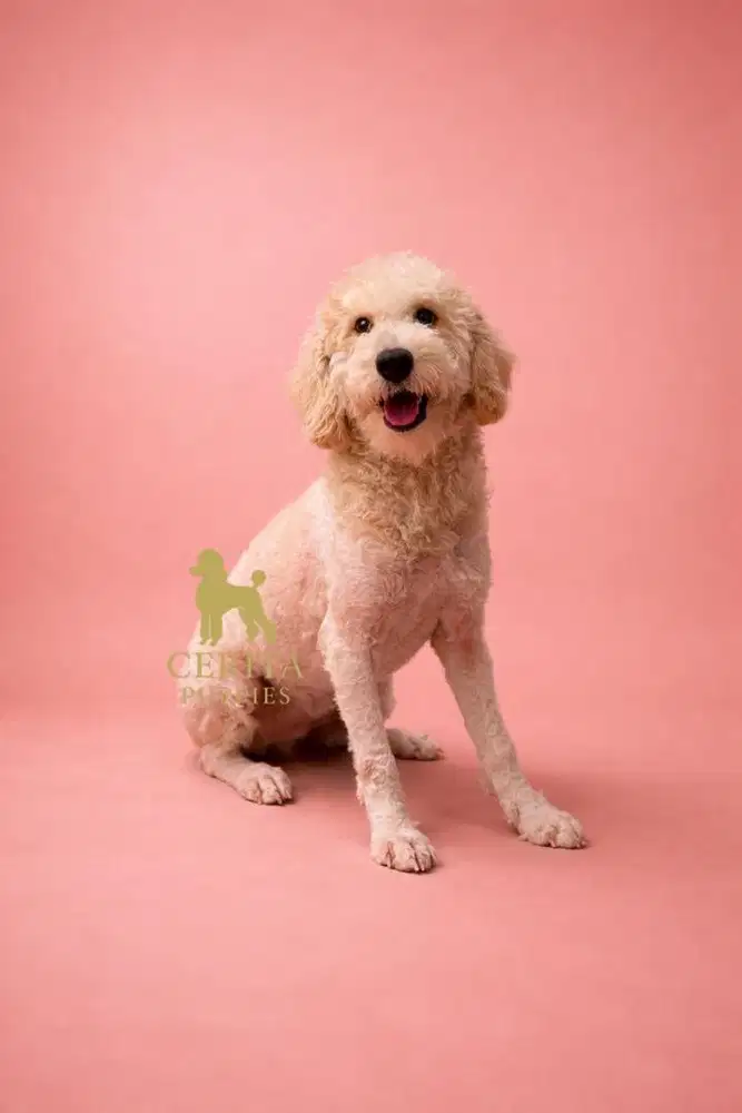 Jual Anjing Poodle Remaja Betina Stambum Vaksin