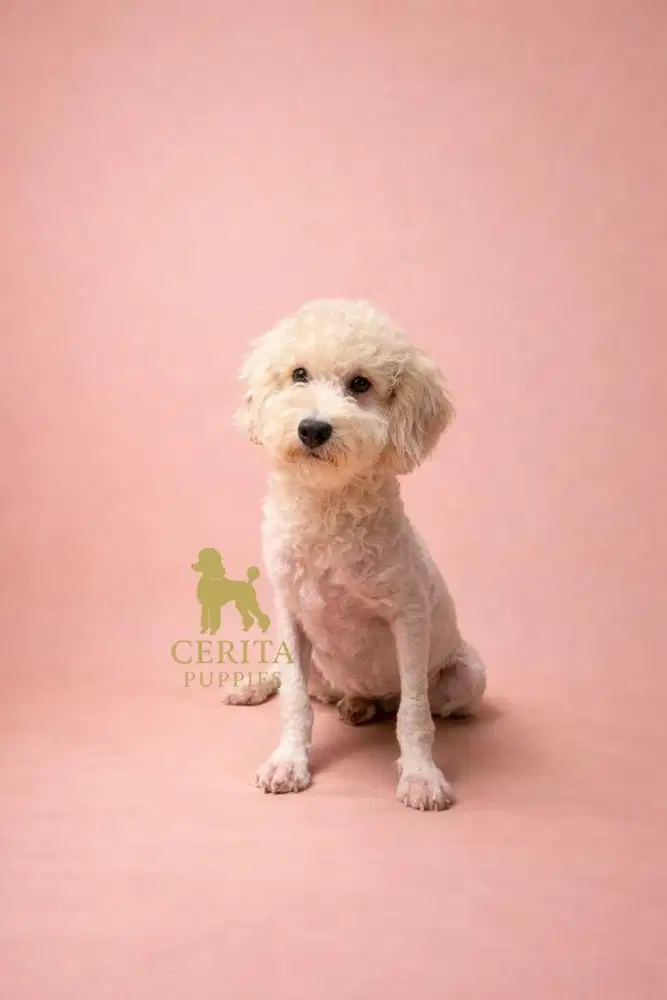 Jual Anjing Poodle Remaja Jantan Stambum Vaksin