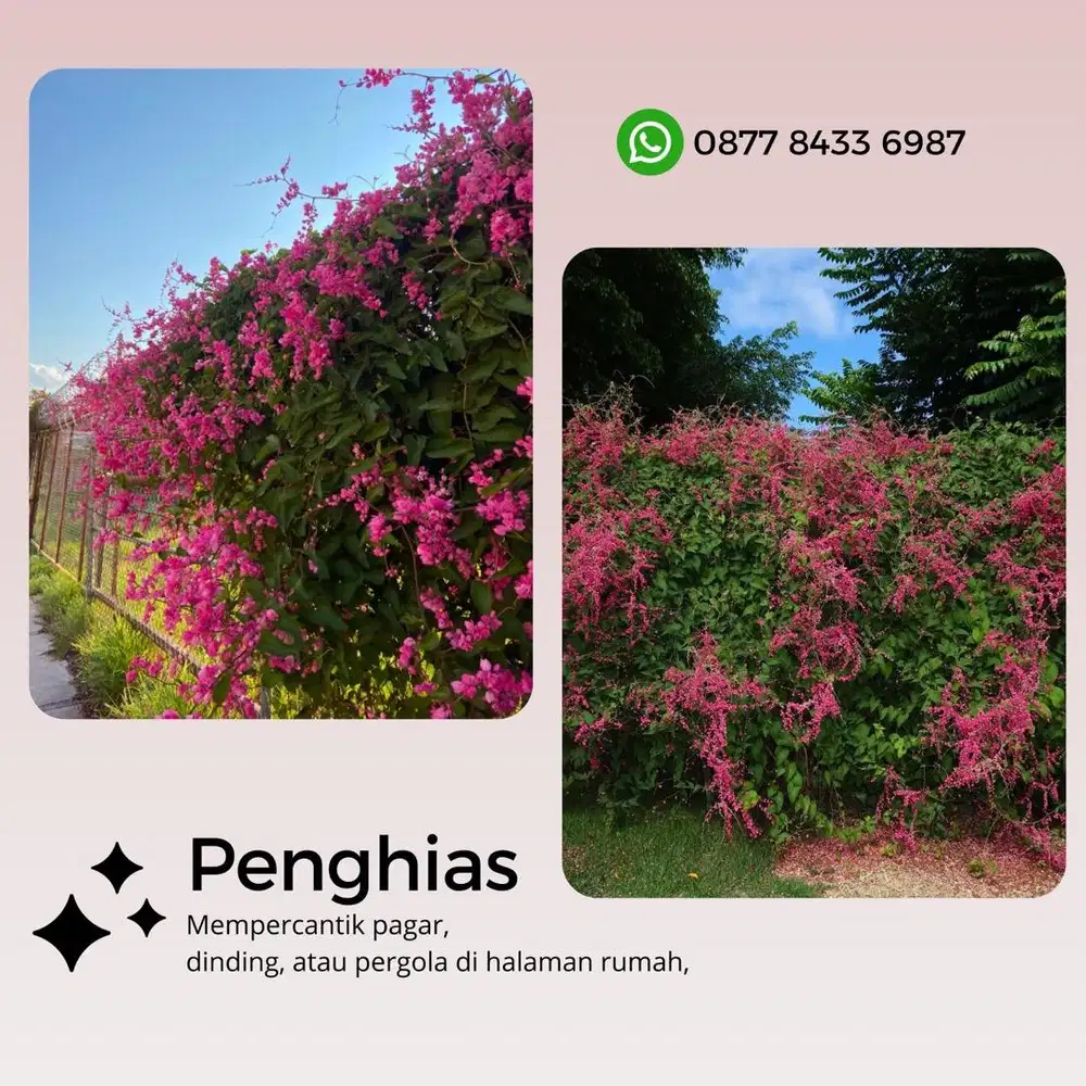 Bibit Bunga Air Mata Pengantin