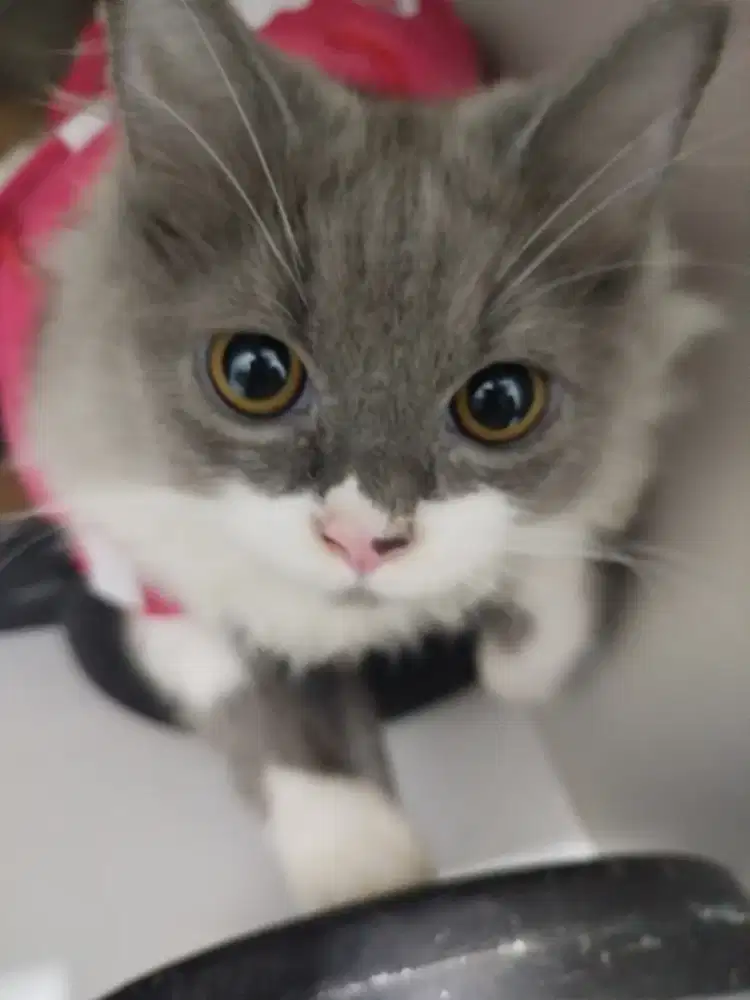 Kucing Jantan remaja