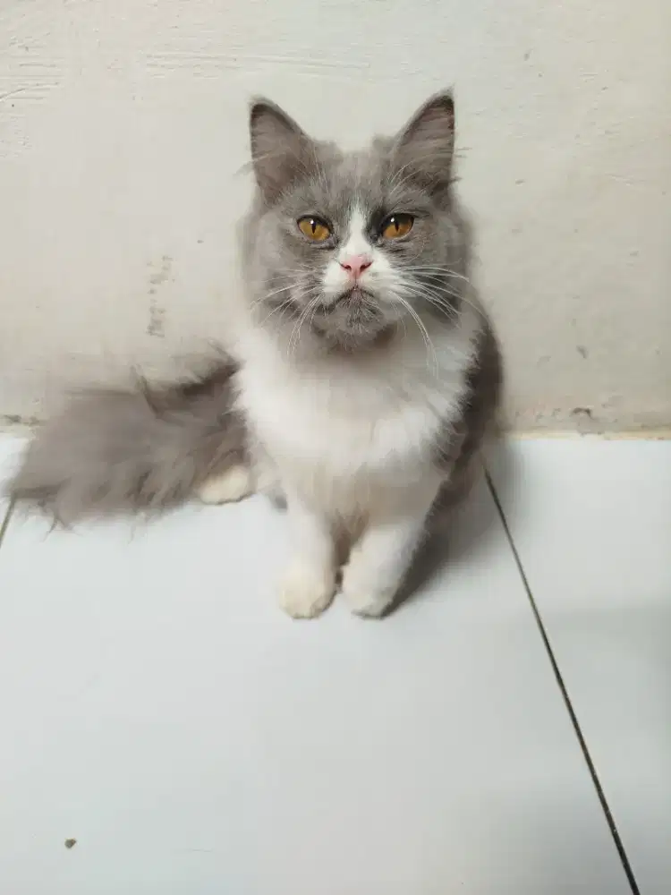 Kucing betina usia remaja