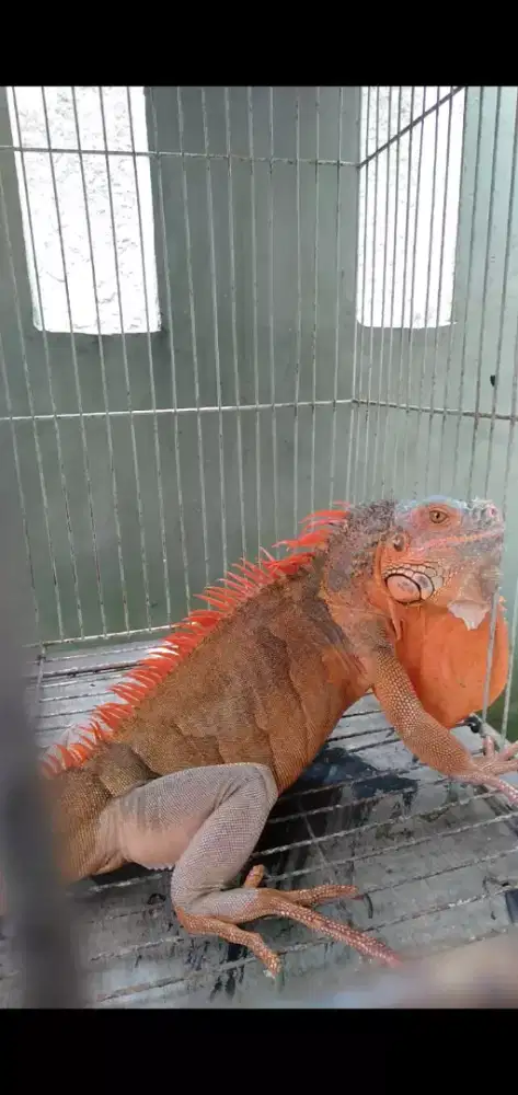 Super red iguana jumbo