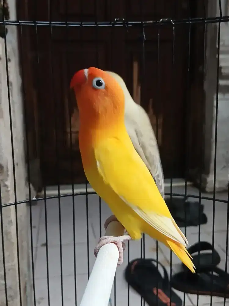 Lovebird Lutino MH