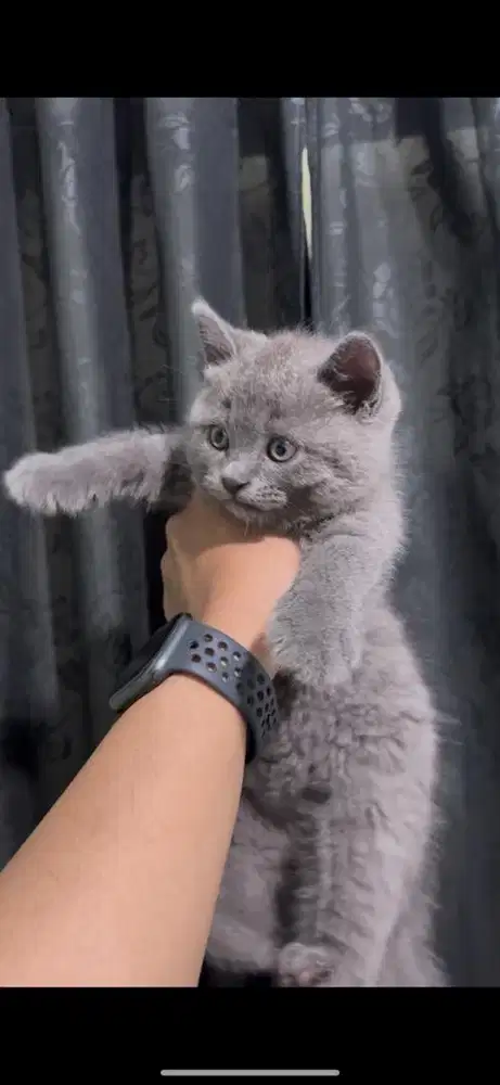Bsh kitten blue