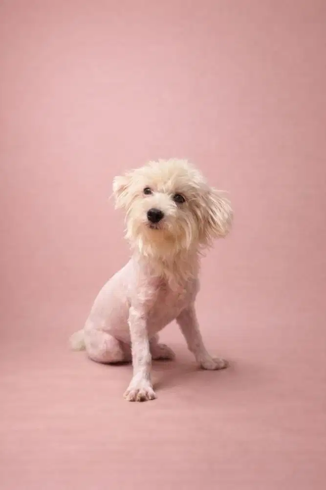 Dijual Maltizu (Maltese x Shihtzu) Betina White