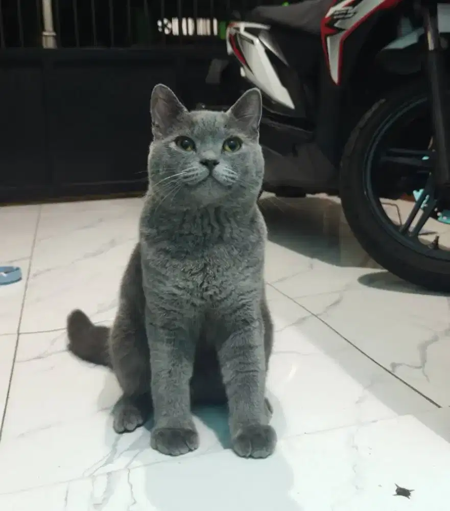 Sepasang BSH Blue Jantan Line Ped Cfa dan BSH Mix