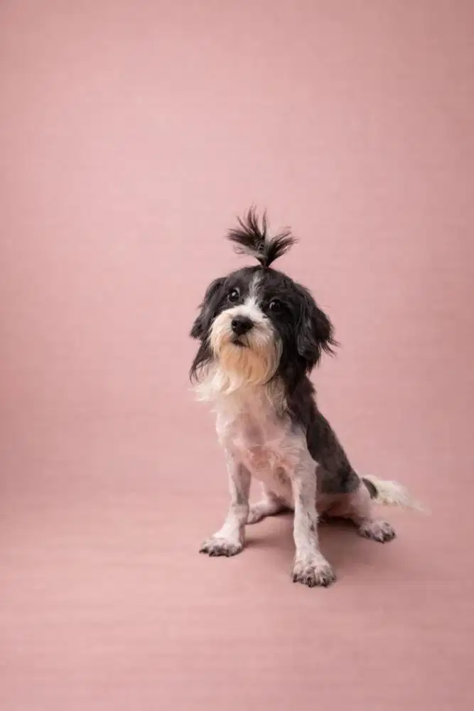 Dijual Maltizu (Maltese x Shihtzu) Jantan Black White