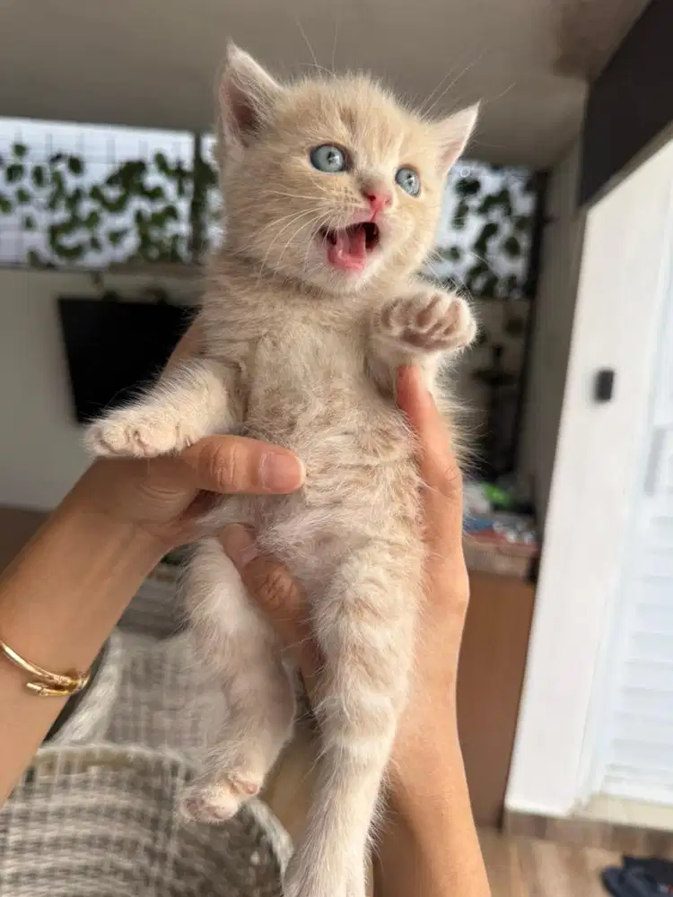 Dijual kucing bsh mix persia bandung