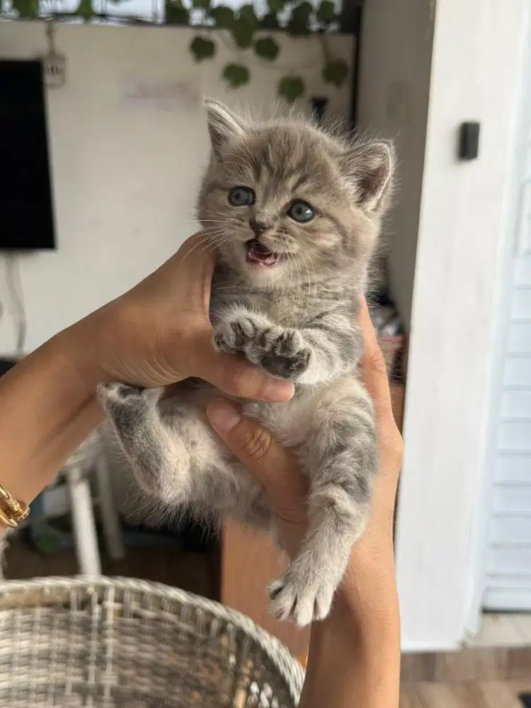 Dijual kucing bsh mix persia bandung