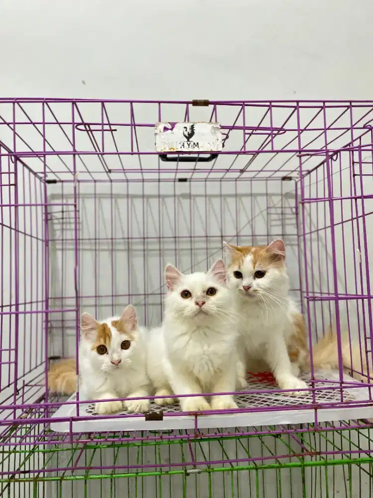 Induk + anak 2 ekor borongan flatx persia