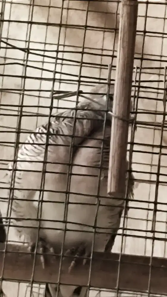 Perkutut bantu milih lokal alam asli