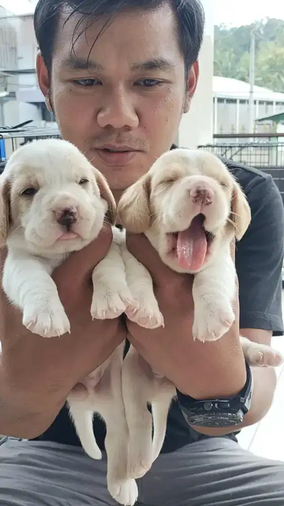 Beagle Lemon Betina Cantik Microchip dan Vaksin