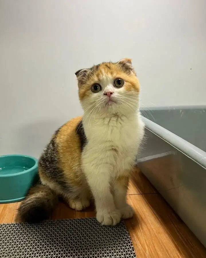 Kucing bsh Scottish fold calico