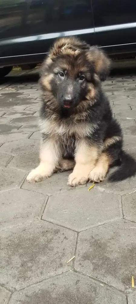 German sheperd / herder jantan puppy