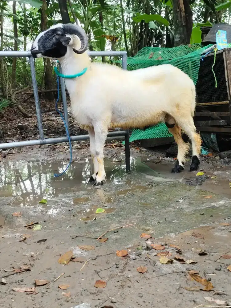 Kambing jantan Qurban gagah