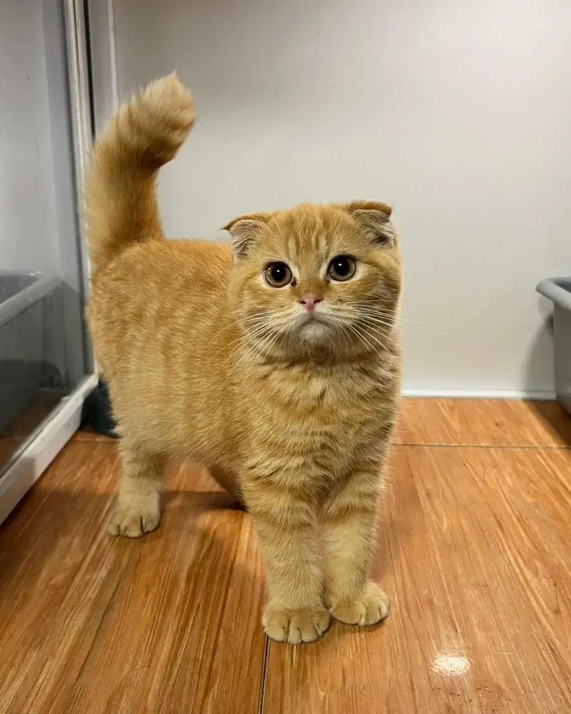 Kucing bsh scottish fold