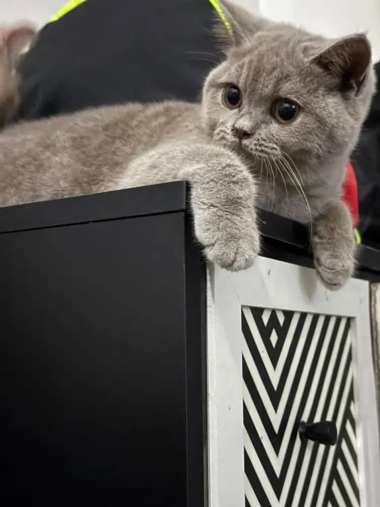 Kucing bsh lilac betina 6bln