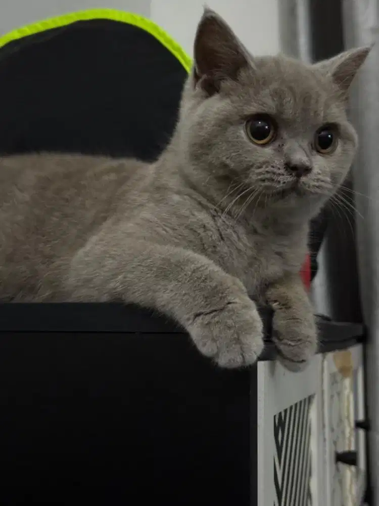 Kucing bsh silver betina