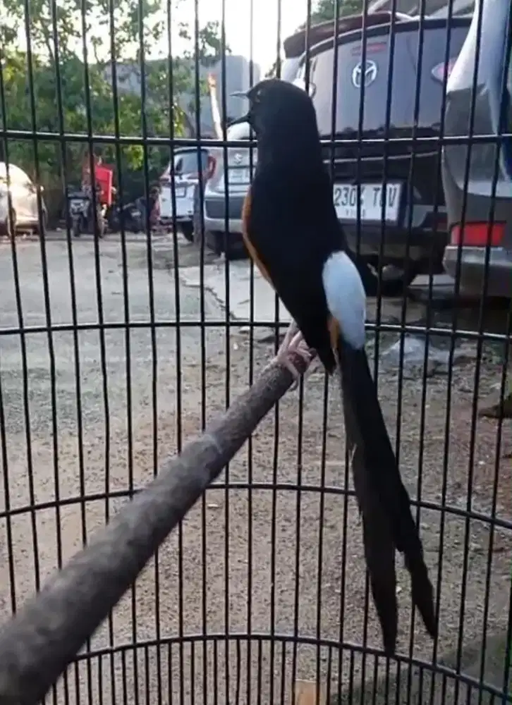 Murai Hutan sujud prestasi anget