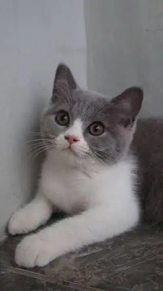 Kucing bsh bicolour betina