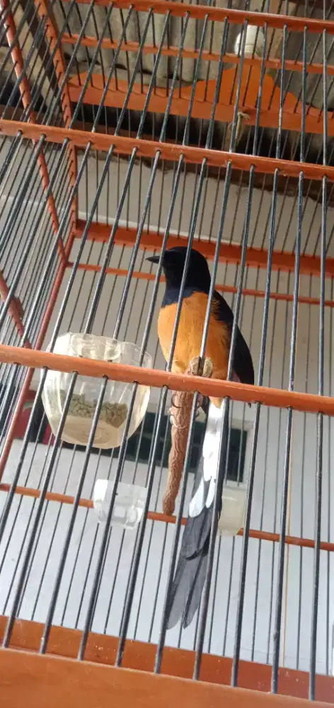 Muray medan muda rajin