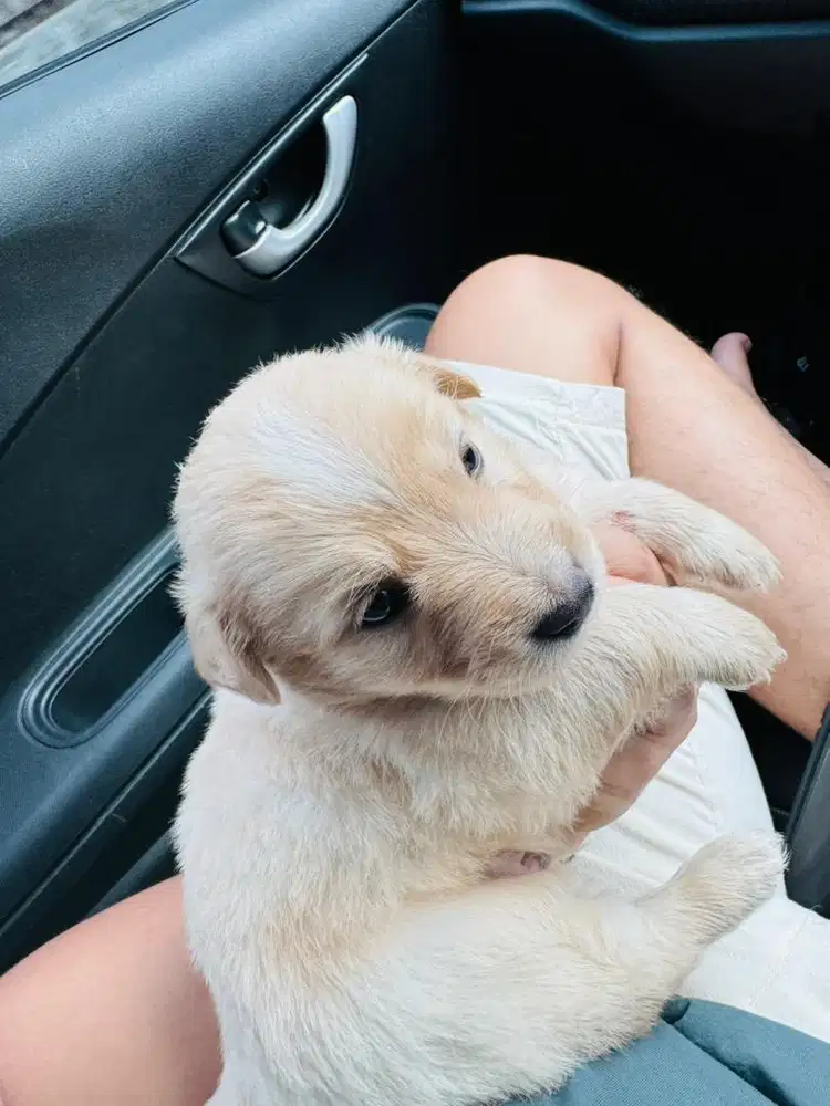 GOLDEN RETRIVER PEJANTAN