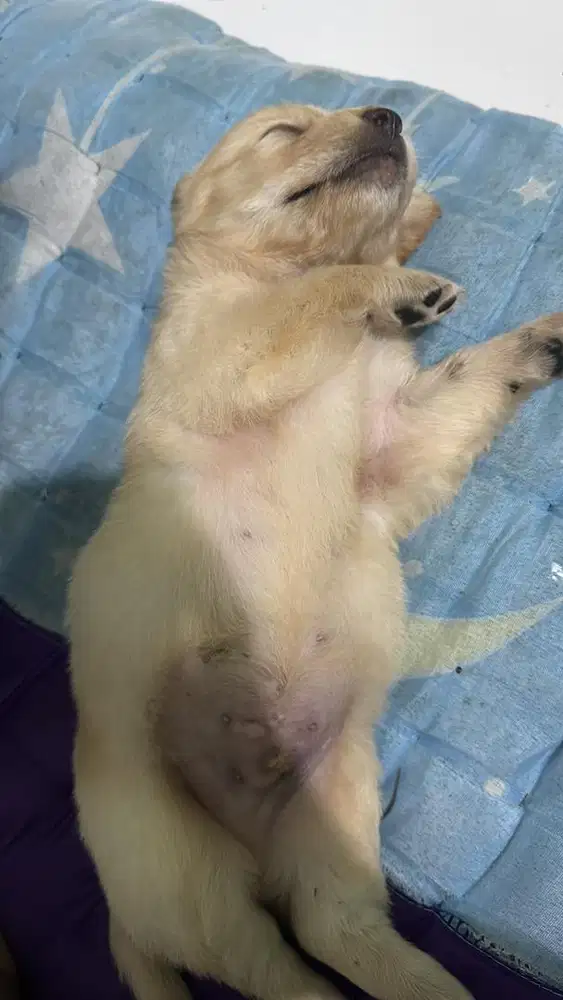 GOLDEN RETRIVER PEJANTAN
